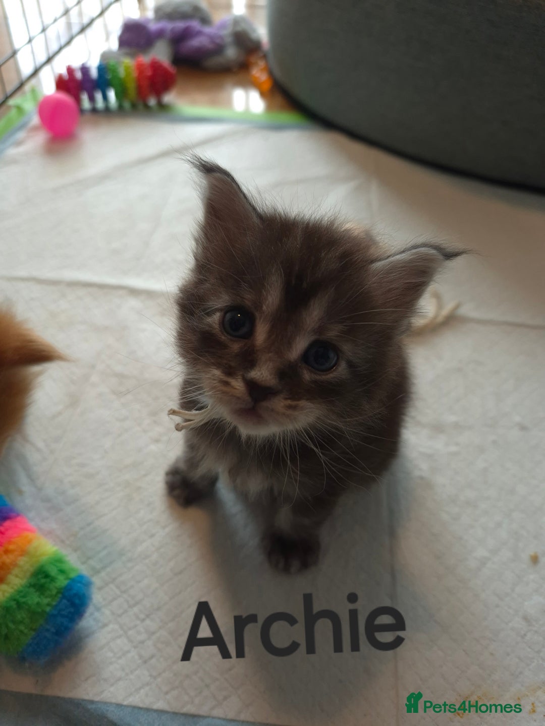 Maine Coon cats for sale: Gorgeous maine coon kittens - Image 4