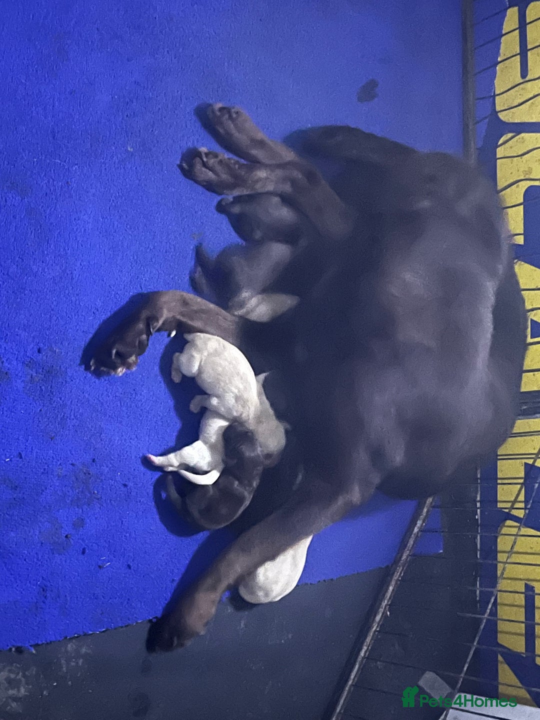 Labrador Retriever dogs for sale: Labrador puppies - Advert 7