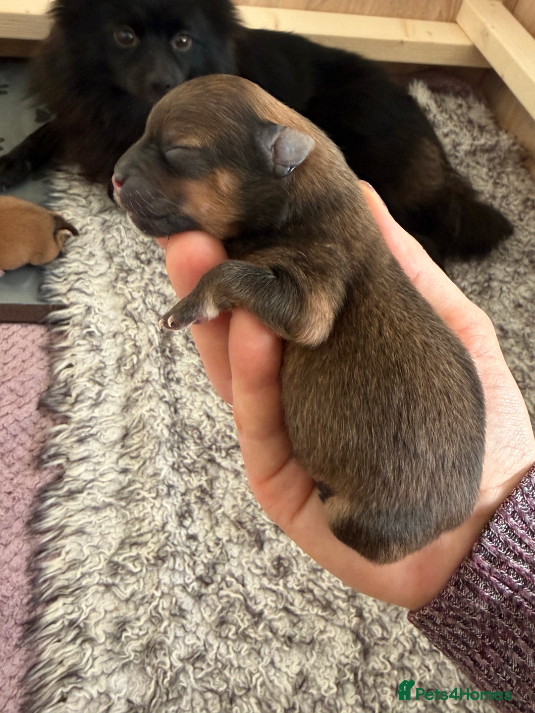 Pomeranian dogs for sale: Adorable Pomeranian puppies - ready January 25! - Advert 22