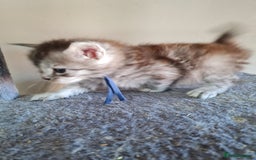 Maine Coon cats for sale: 5 stunning Mainecoon kittens  - Image 6