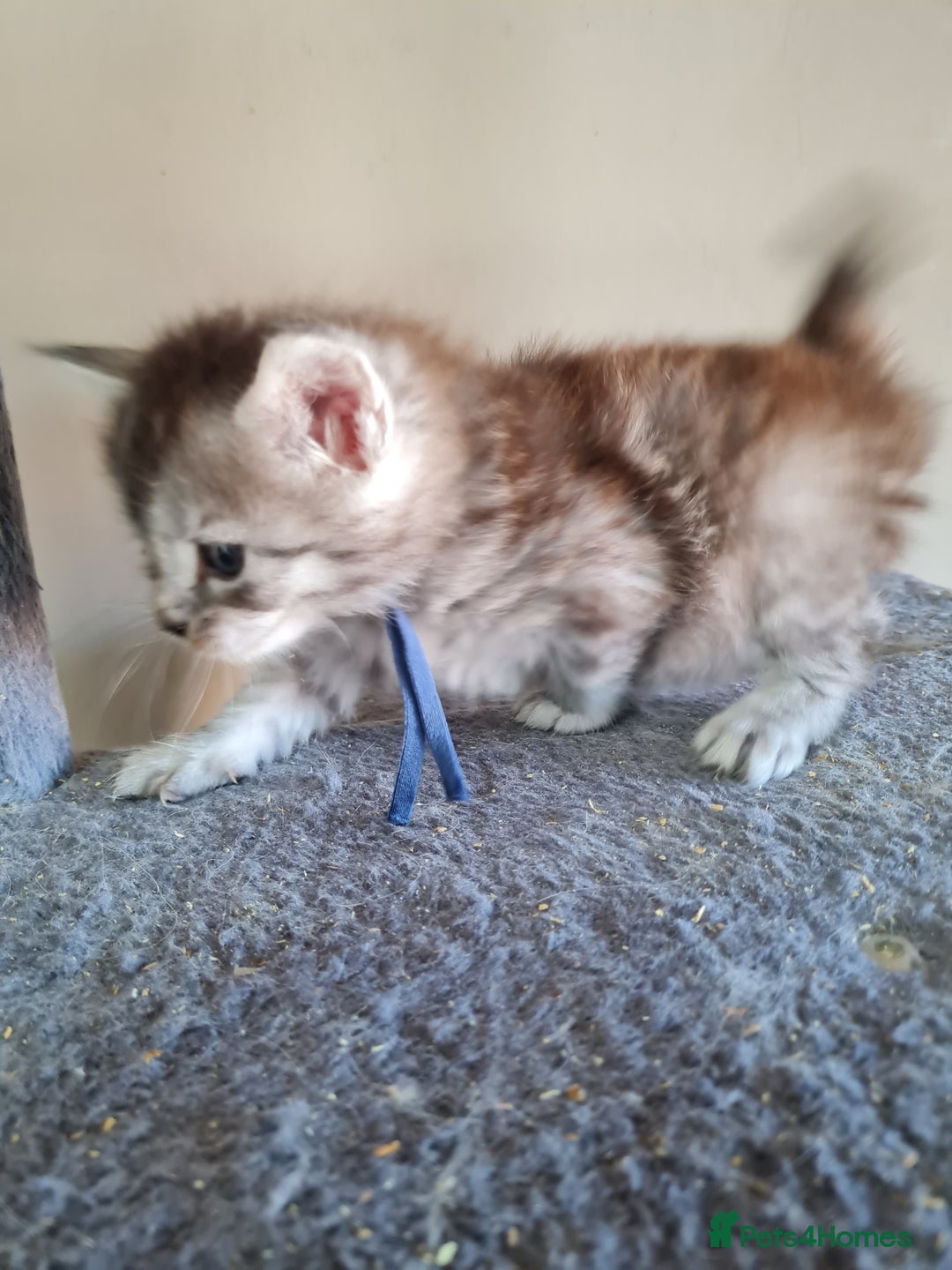 Maine Coon cats for sale: 5 stunning Mainecoon kittens  - Image 6
