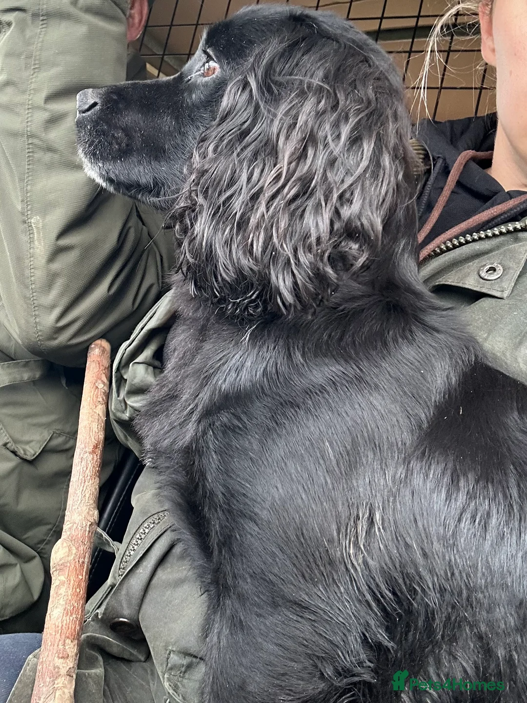 Cocker Spaniel dogs for stud: Proven Very Small Working Cocker Spaniel for Stud  - Advert 6