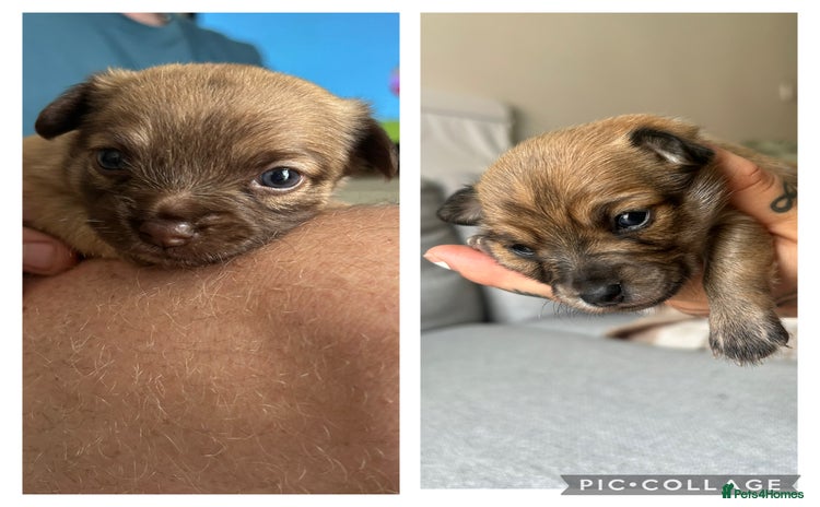 Chihuahua dogs - Advert 12