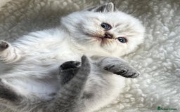 British Shorthair cats for sale: Beautiful white/creme British shorthair kittens - Image 7