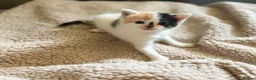 Mixed Breed cats for sale: Cute little kittens  - Advert 11