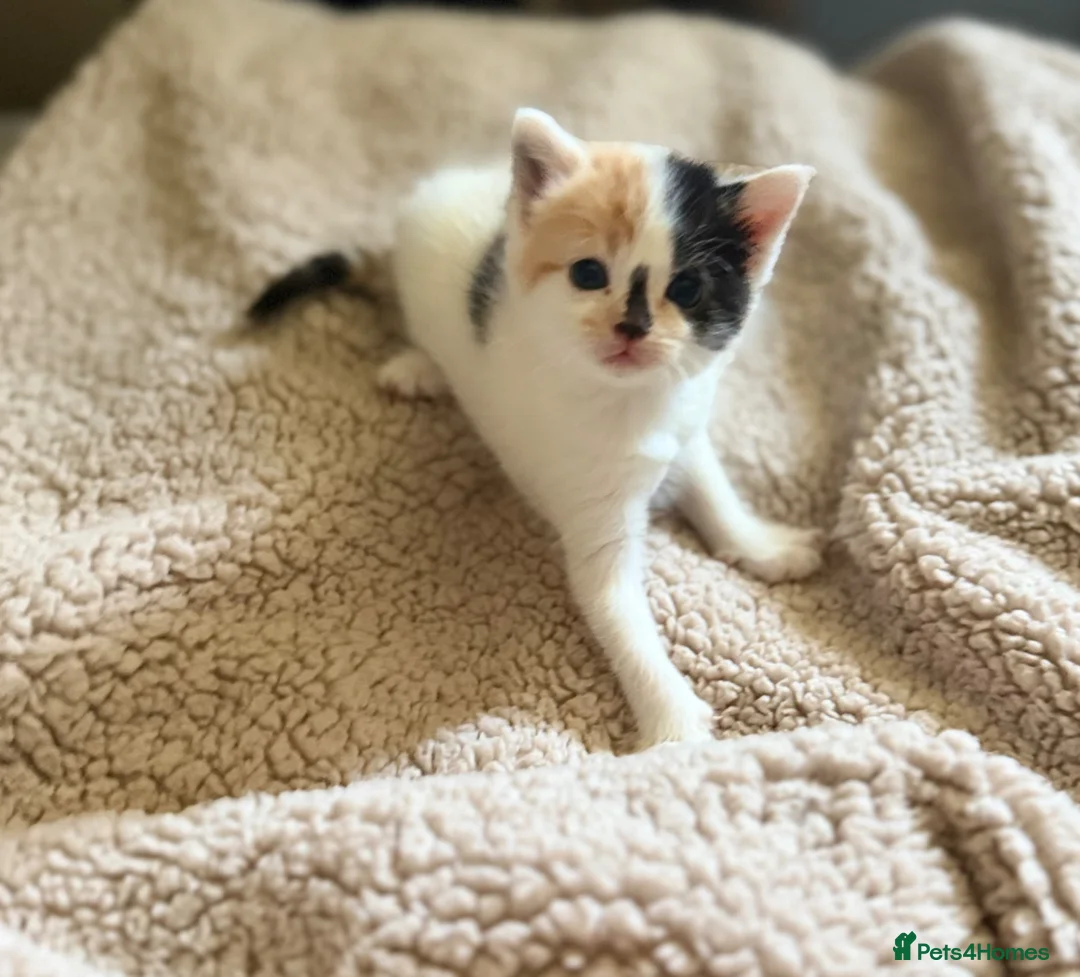 Mixed Breed cats for sale: Cute little kittens  - Advert 11