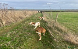 Bracco Italiano dogs for sale: 🌟 TOP BREEDER 2021,22,22,24,25🌟 - Image 16