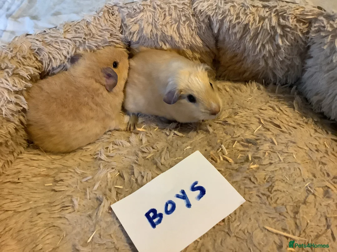 Guinea Pig rodents for sale: Lovely Baby Teddy, Cali, Satin Carrier Guinea Pigs - Advert 12