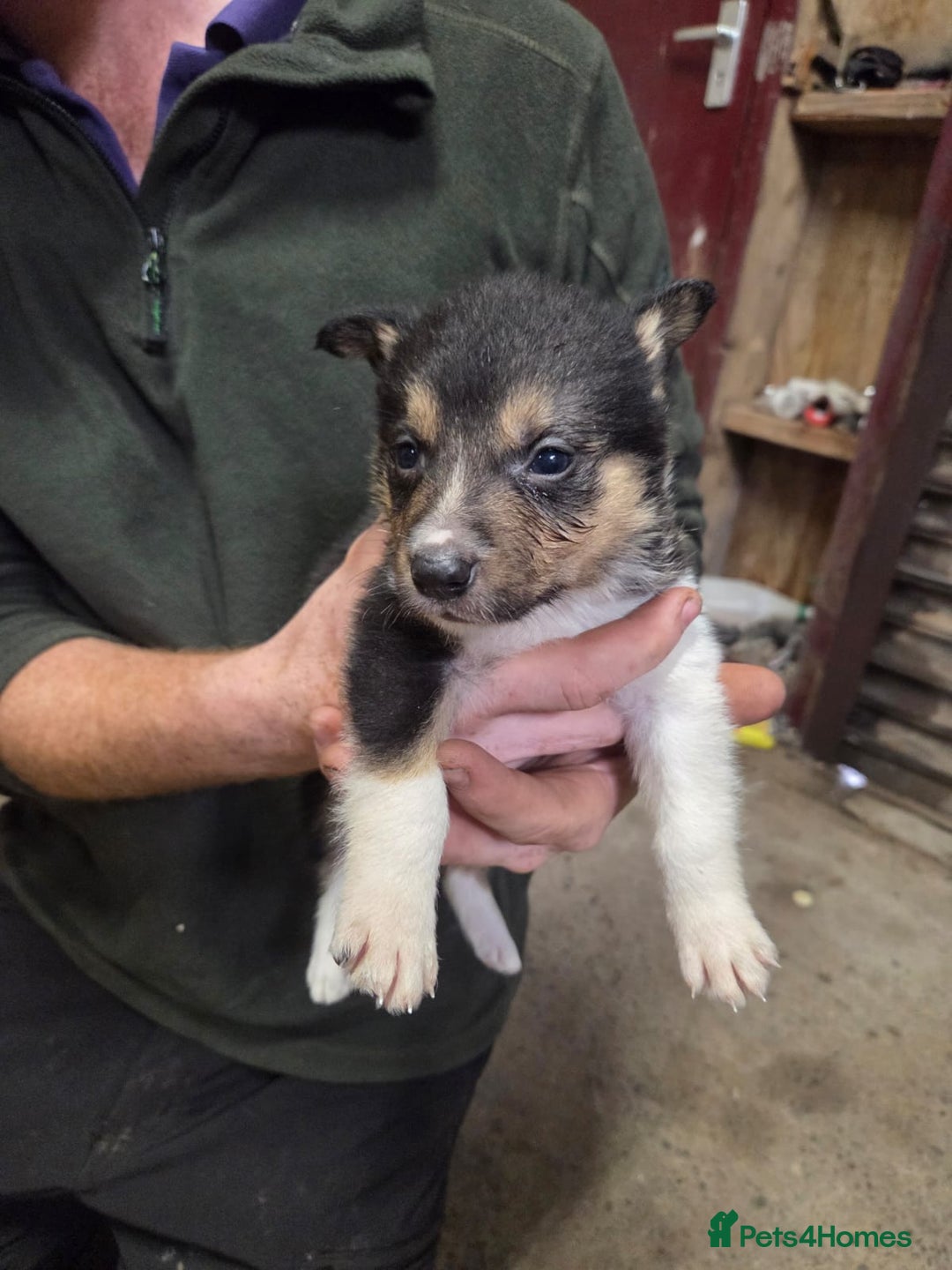 Border Collie dogs for sale: Border collie pups  - Image 5