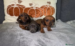 Miniature Dachshund dogs for sale: Miniature Dachshund Puppies 🐾 - Image 9