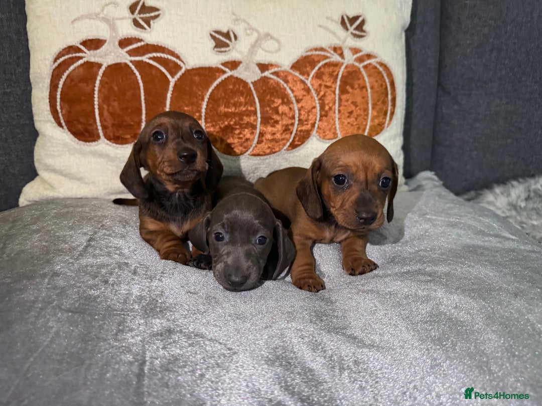 Miniature Dachshund dogs for sale: Miniature Dachshund Puppies 🐾 - Image 9