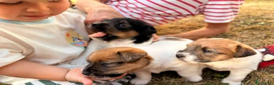 Jack Russell 1