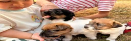 Jack Russell dogs for sale: Rough Coated Tricolour Jack Russell  in Carmarthen - Advert 4