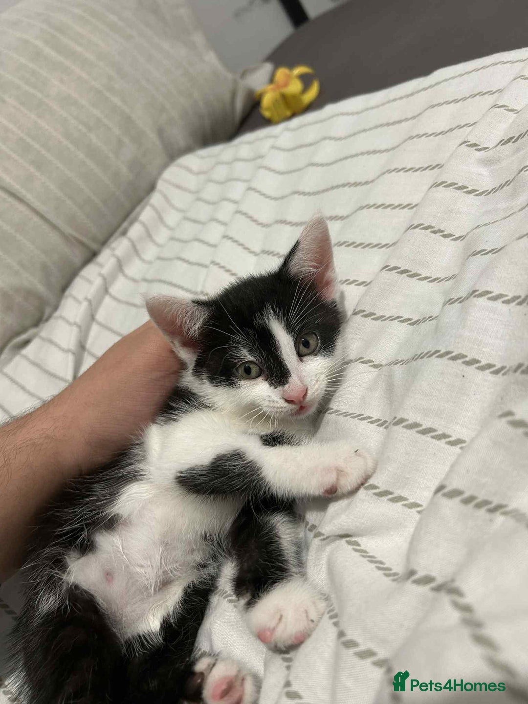 Mixed Breed cats for sale: Mixed breed  - Image 1