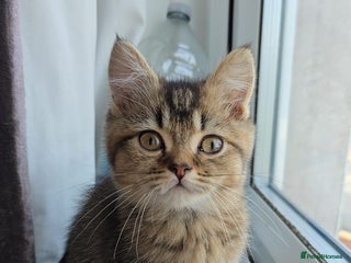 British Shorthair cats - Advert 7