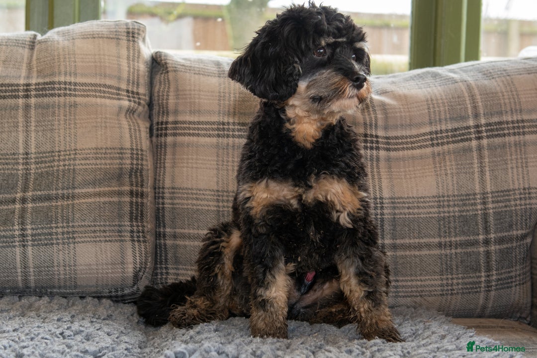 Cavapoo dogs for sale: 1 year old cavapoo  - Advert 5