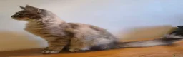 Maine Coon cats for sale: 😻 Blue Tabby Maine Coon XXL Russian Line Female  - Advert 20