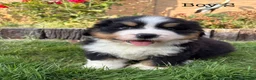 Bernese Mountain Dog dogs for sale: BEAUTIFUL BERNESE MOUNTAIN DOG PUPPIES-4 BOYS !!! - Advert 23