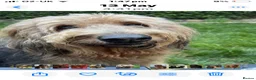 Mixed Breed dogs for sale: Shepadoodles extensively health tested parentage  - Advert 7