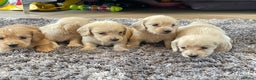 Miniature Dachshund dogs for sale: Miniature Dash hound long haired English  cream - Advert 3
