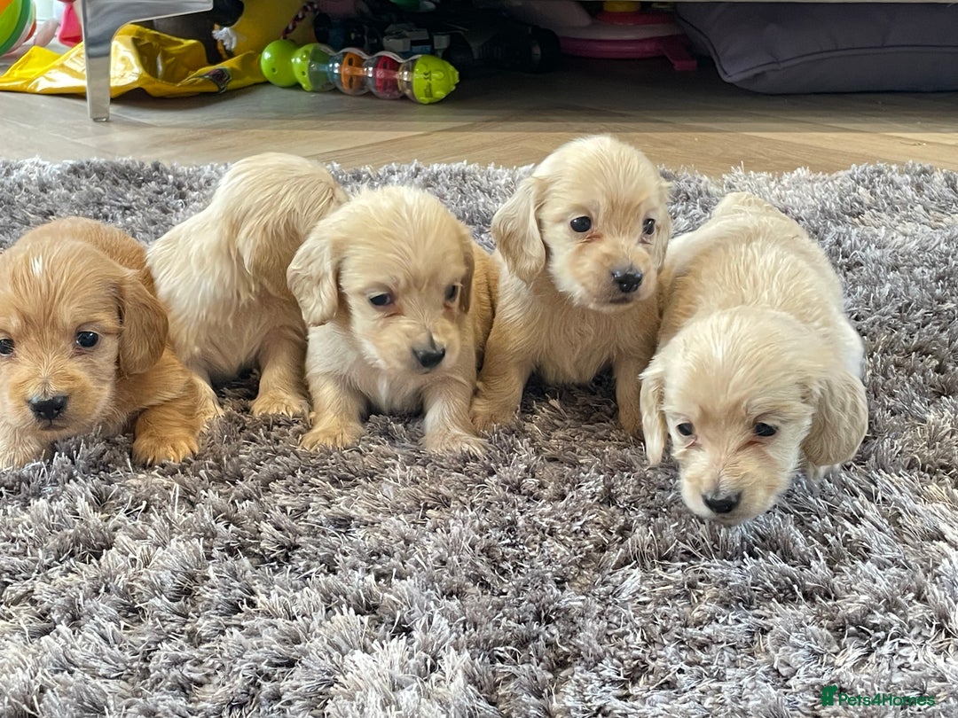 Miniature Dachshund dogs for sale: Miniature Dash hound long haired English  cream - Advert 3