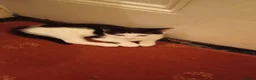 Mixed Breed cats for sale: 5 kittys  - Advert 12