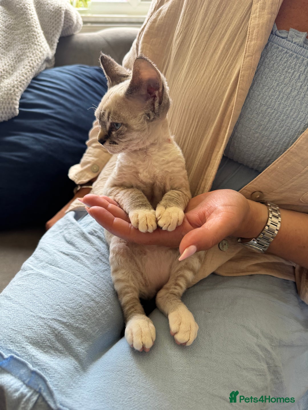 Devon Rex cats for sale: Beautiful cuddle Devon Rex boy - Image 6