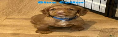 Cocker Spaniel 1