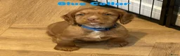 Cocker Spaniel dogs for sale: Stunning Cocker Spaniel Puppies - Advert 8