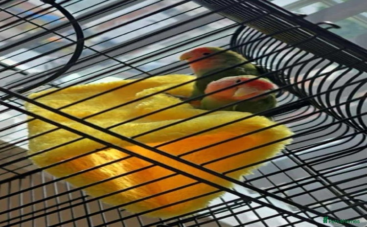 Lovebirds birds - Advert 1