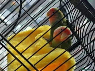 Lovebirds birds - Advert 5