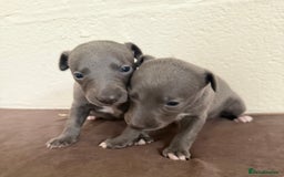 Whippet dogs for sale: 	“KC Reg Blue Boy's  – Absolutely Adorable!” - Image 9