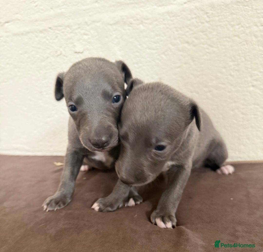 Whippet dogs for sale: 	“KC Reg Blue Boy's  – Absolutely Adorable!” - Image 9