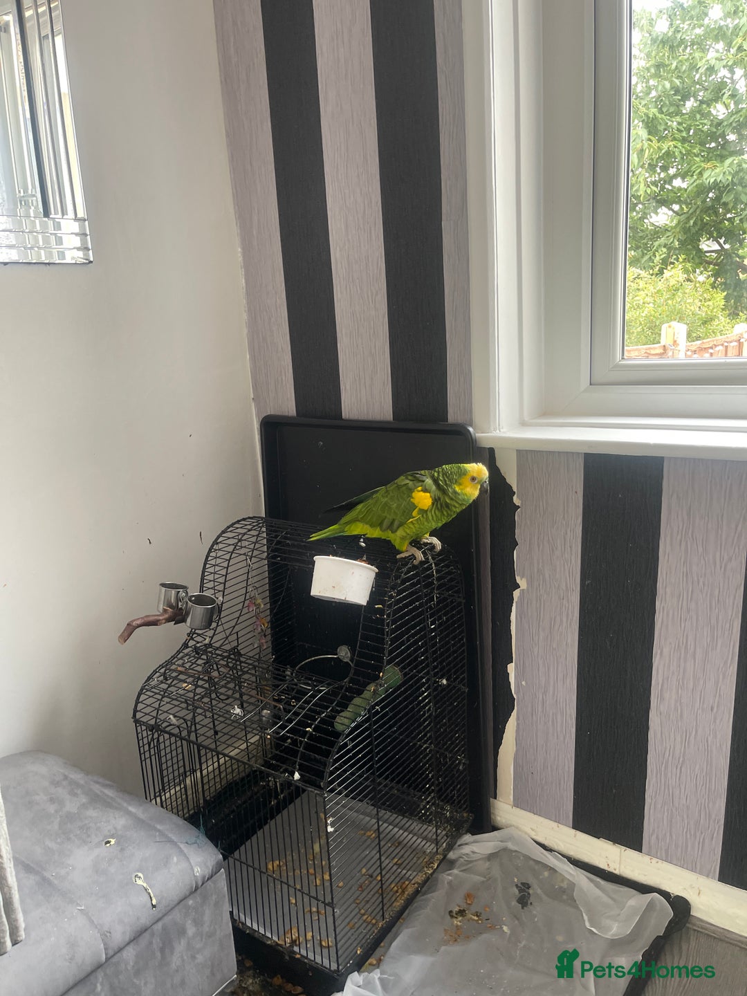 Parrots birds for sale: Parrot - Image 3