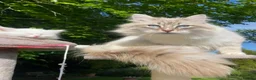 Siberian cats for sale: 3 Adorable Siberian Kittens Available - Advert 19