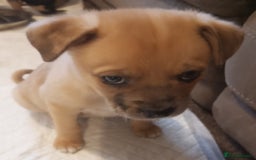Mixed Breed dogs for sale: Pug X Collie pups (Pugollies) 3 Boys 2 Girls - Advert 7