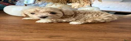 Maltipoo dogs for sale: 🐾 Beautiful Maltipoo girl 🎀💝 - Advert 8