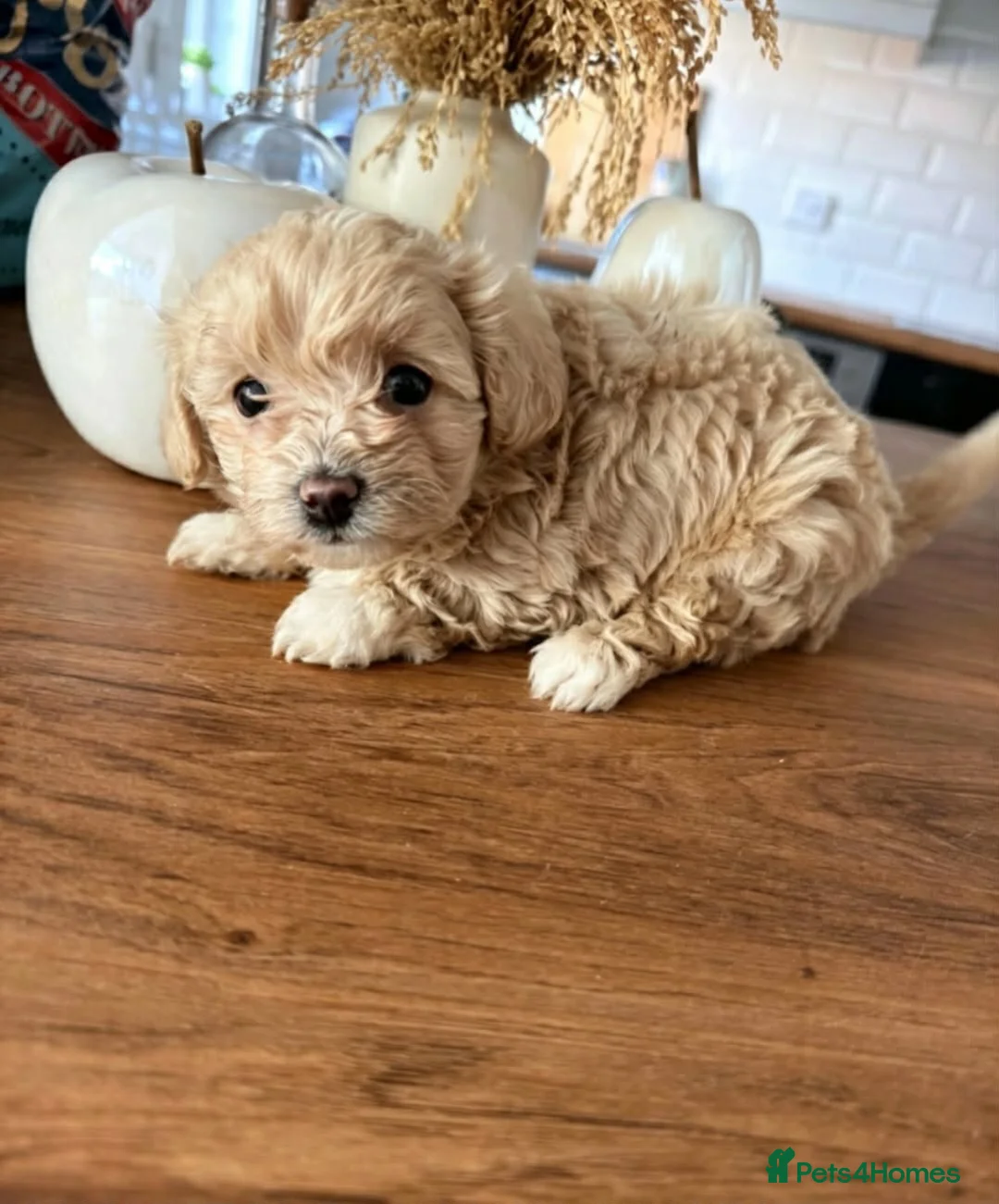 Maltipoo dogs for sale: 🐾 Beautiful Maltipoo girl 🎀💝 - Advert 8