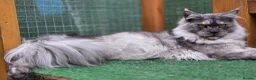 Maine Coon cats for sale: Beautiful high smoked blue & black smoked kittens  - Advert 8