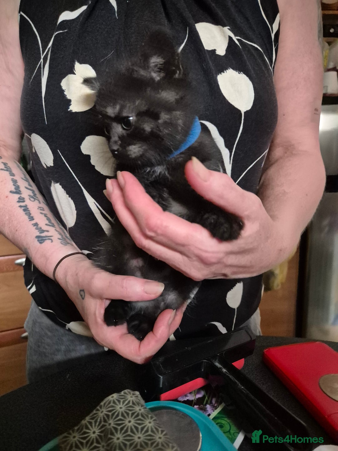 Mixed Breed cats for sale: Litter of kittens - Image 13
