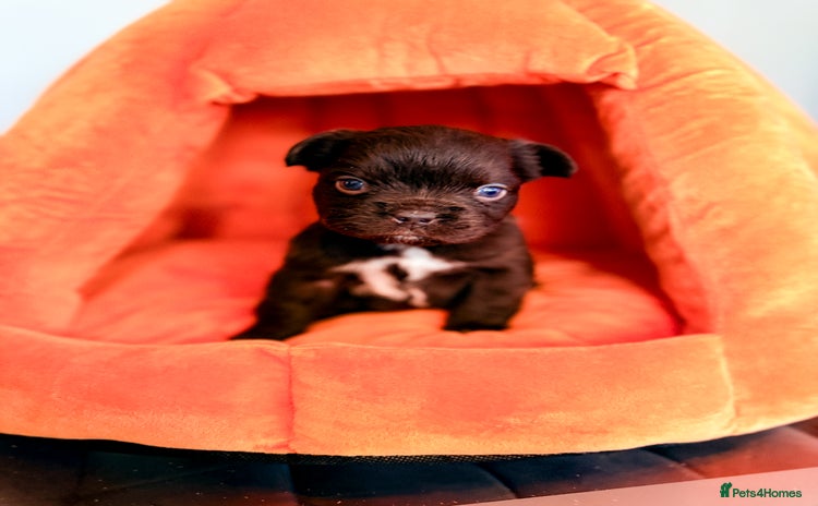 French Bulldog dogs - Advert 9