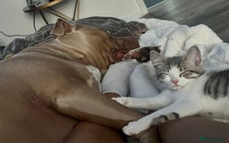 British Shorthair cats for sale: British shorthair mix - Image 2