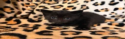 Mixed Breed cats for sale: READY TO LEAVE ASAP!! 5 kittens for sale! - Advert 18