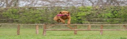 Labrador Retriever dogs for stud: EXCEPTIONAL WINNING HEALTH TESTED FOX RED LAB STUD in Grantham - Advert 8