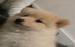 Pomeranian dogs for sale: Sweet puppies  - Image 1