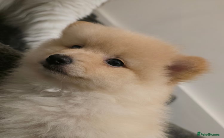 Pomeranian dogs - Advert 4