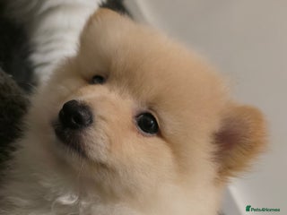 Pomeranian dogs - Advert 8