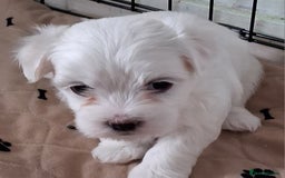 Mixed Breed dogs for sale: Beautiful Maltipoo Puppies 💙 - Image 5
