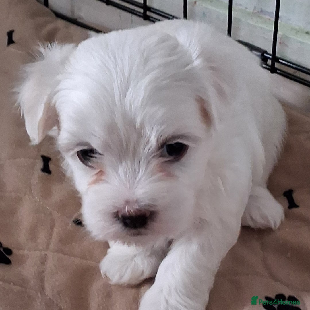 Mixed Breed dogs for sale: Beautiful Maltipoo Puppies 💙 - Image 5