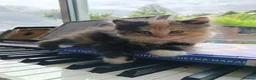 Mixed Breed cats for sale: 2 gorgeous calico kittens - Advert 10